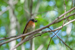 Phoenicurus phoenicurus