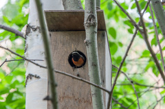 Phoenicurus phoenicurus