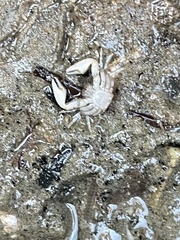 Petrolisthes cabrilloi