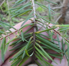 Contarinia pseudotsugae