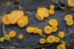 Arachnopeziza aurelia