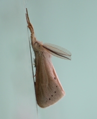 Laelia anamesa