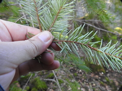 Contarinia pseudotsugae