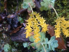 Sedum palmeri