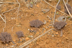 Thelephora ramarioides