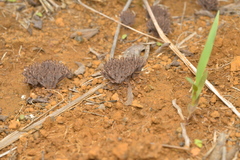 Thelephora ramarioides