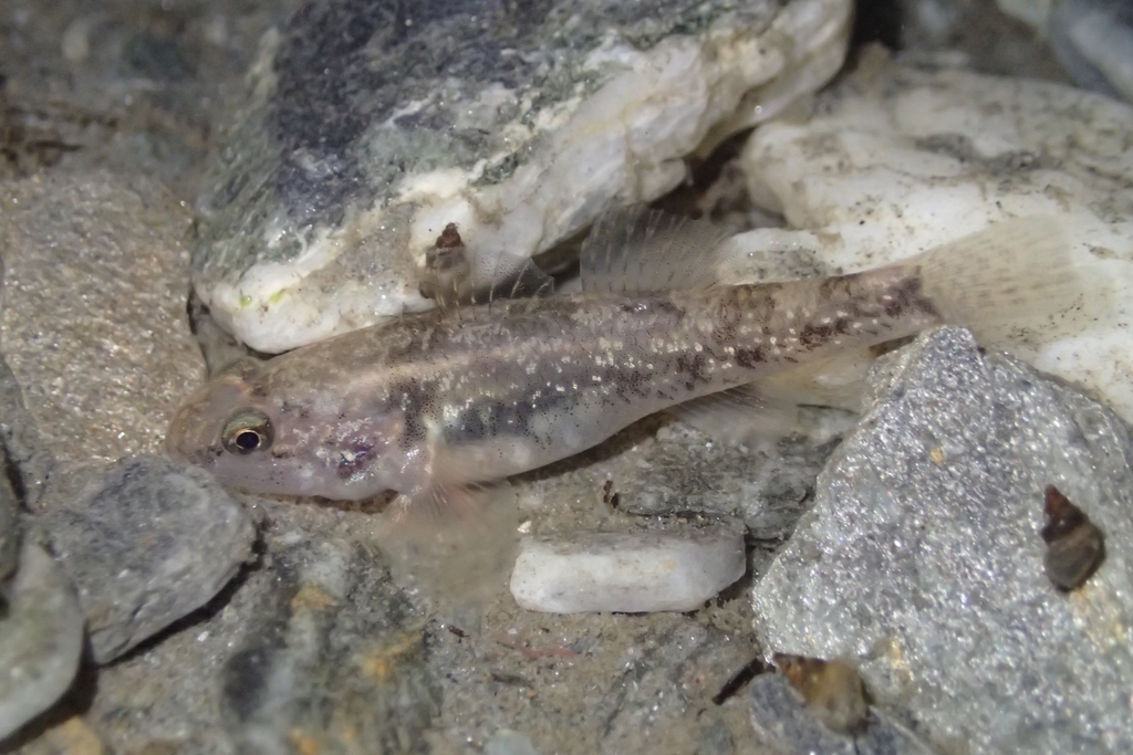 Common Bully (Gobiomorphus cotidianus)