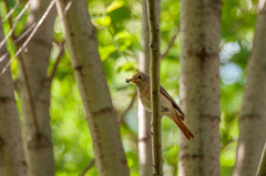 Phoenicurus phoenicurus