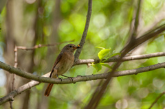 Phoenicurus phoenicurus