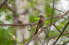 Phoenicurus phoenicurus