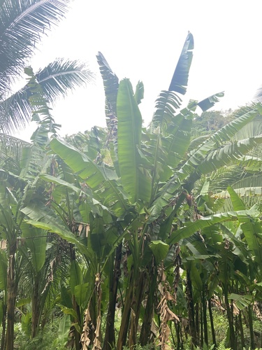 Manila hemp (Musa textilis)