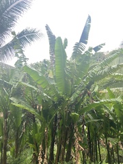 Musa textilis