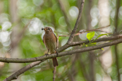 Phoenicurus phoenicurus