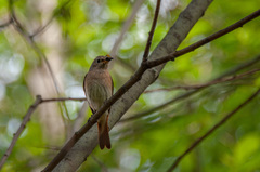 Phoenicurus phoenicurus