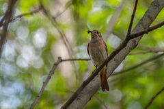 Phoenicurus phoenicurus