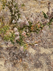 Jacksonia floribunda