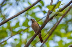 Phoenicurus phoenicurus