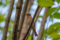 Phoenicurus phoenicurus