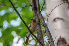 Phoenicurus phoenicurus