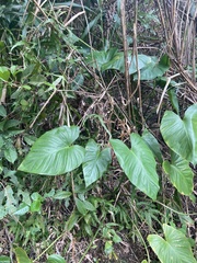 Homalomena philippinensis