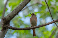 Phoenicurus phoenicurus