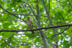 Phoenicurus phoenicurus