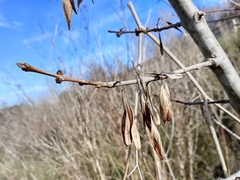 Fraxinus angustifolia