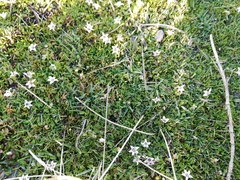 Lobelia oligophylla