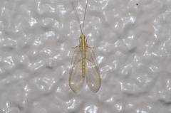 Chrysoperla nipponensis