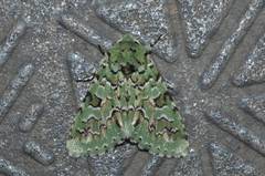 Daseochaeta viridis