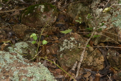 Caledoniscincus austrocaledonicus