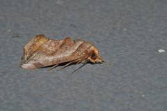 Oraesia emarginata