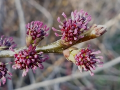 Fraxinus angustifolia
