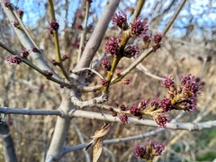Fraxinus angustifolia