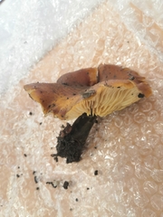 Agaricomycetes