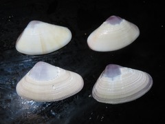 Donax obesulus