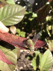 Cephonodes australis