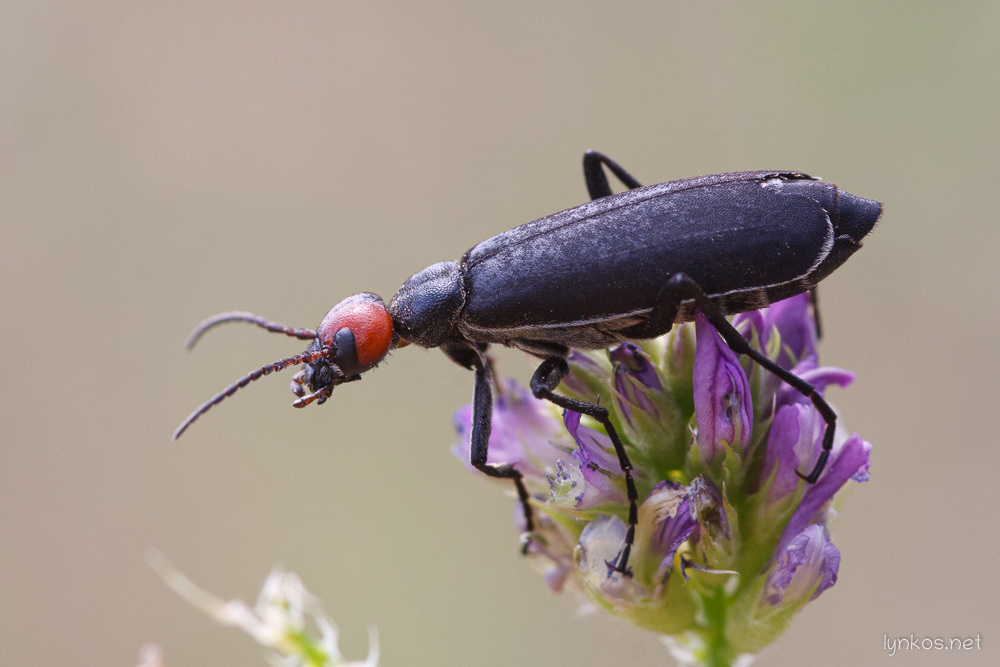 Epicauta rufidorsum