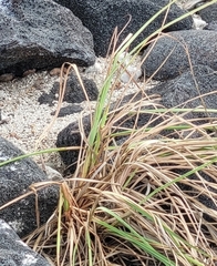 Cyperus javanicus