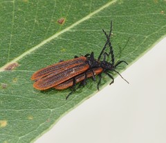 Diatrichalus kershawi