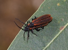 Diatrichalus kershawi