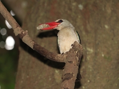 Halcyon senegaloides