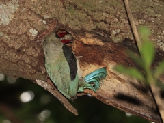 Halcyon senegaloides