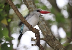 Halcyon senegaloides