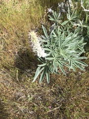 Lupinus leucophyllus
