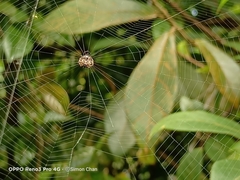 Thelacantha brevispina