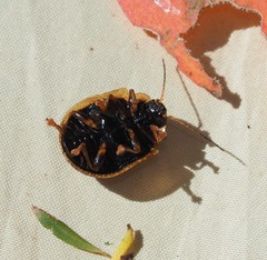 Paropsis tasmanica
