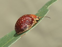 Paropsis tasmanica