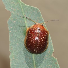 Paropsis tasmanica
