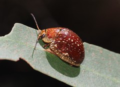Paropsis tasmanica